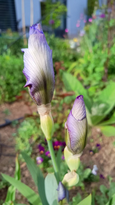 IMG_20260427_173414348.jpg