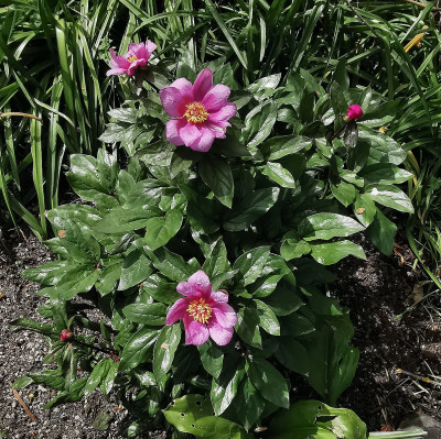 IMG_20260427_124244_Paeonia corsica.jpg