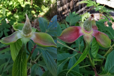 Paeonia emodi_Diskvergleich.jpg
