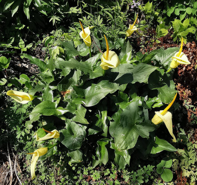 IMG_20250428_125615_Arum creticum.jpg