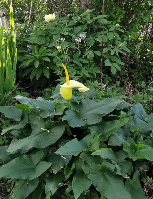 IMG_20260426_174556_Arum creticum.jpg