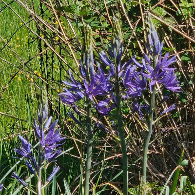 Camassia leichtlinii 'Caerulea' 20260426_160923.jpg