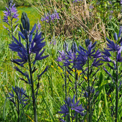 Camassia leichtlinii 'Caerulea' 20260426_160819.jpg