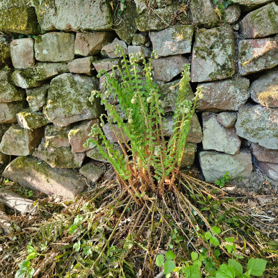 Polystichum Herrenhausen 20260426_181957.jpg