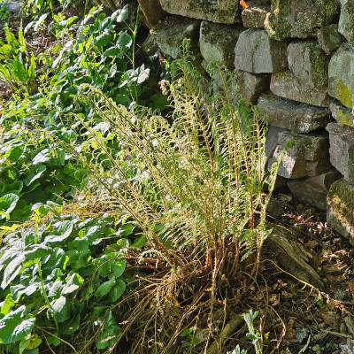 Polystichum Lineare 20260426_182002.jpg