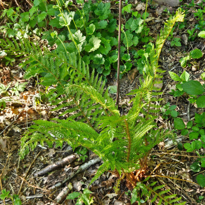 Polystichum Bevis veg van Driel 20260426_182034.jpg