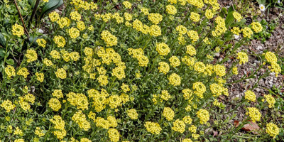 ALYSSUM MONTANUM BERGGOLD 1.jpg