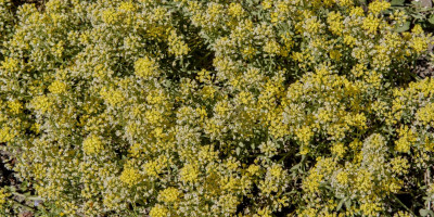 ALYSSUM MONTANUM BERGGOLD 2.jpg