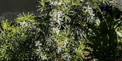 CHOISYA TERNATA WHITE DAZZLER.jpg