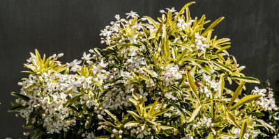 CHOISYA X DEWITTEANA AZTEC GOLD.jpg