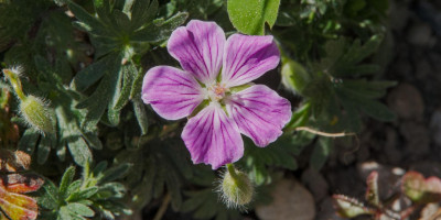 GERANIUM SANGUINEUM CANON MILES.jpg