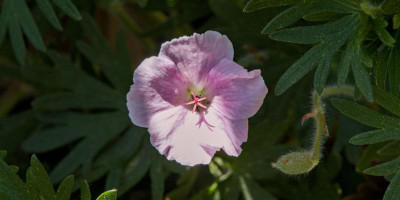 GERANIUM SANGUINEUM VAR STRIATUM APFELBLÜTE.jpg