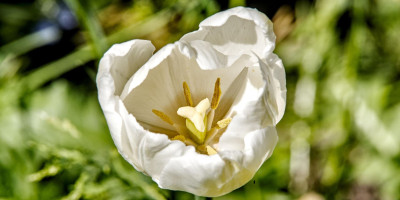 tulpe.jpg