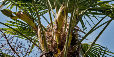 TRACHYCARPUS FORTUNEI BLÜHT.jpg