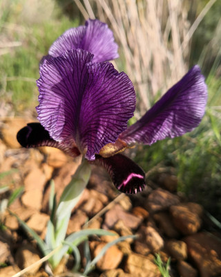 IMG_20260424_172302 iris paradoxa.jpg