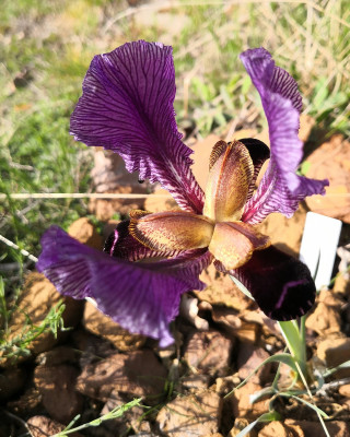 IMG_20260424_172235 iris paradoxa.jpg