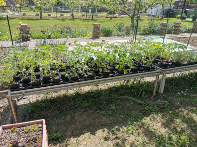 Tomaten 20260425.jpeg