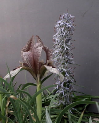 Iris lineolata mit Asyneuma ilgazensis 28.04.26.JPG