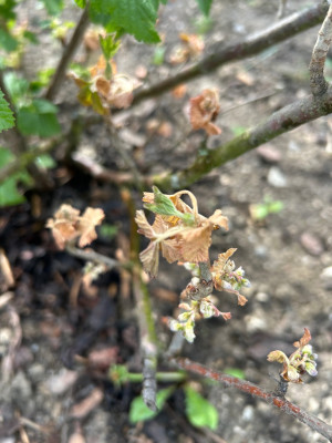 IMG_4024.jpeg