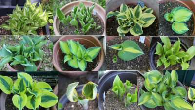 2026-04-28 Hostas.jpg