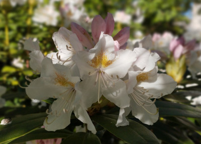 260428_Rhodo.jpg