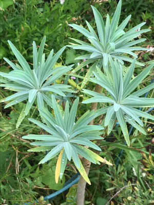 Euphorbia bourgeana x (1).JPG
