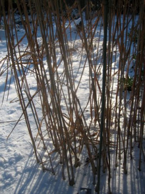 P_Foerstergarten_29451.jpg