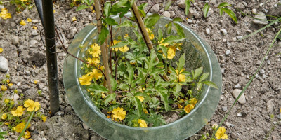 CLEMATIS VITICELLA VENOSA VIOLACEA 1.jpg