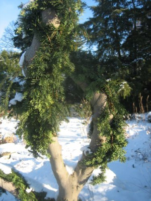 P_Foerstergarten_29481.jpg
