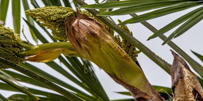 TRACHYCARPUS FORTUNEI BLÜHT.jpg