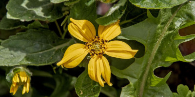 CHRYSOGONUM VIRGINIANUM ANDRE VIETTE 2.jpg