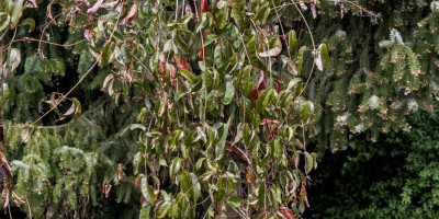 BIGNONIA CAPREOLATA.jpg