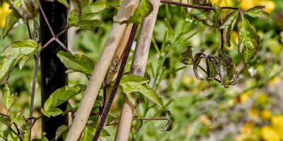 CLEMATIS VITICELLA VENOSA VIOLACEA Ausschnitt.jpg