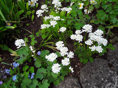 Schleifenblume