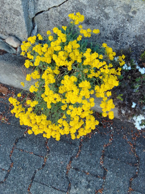 Alyssum