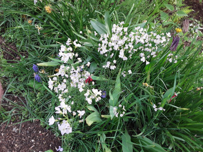 Wiesenschaumkraut