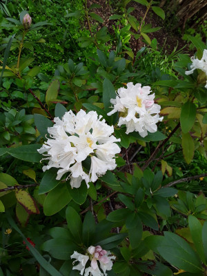 Rhododendron