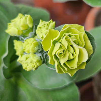 Auricula Gwen Baker 20260421_152606.jpg