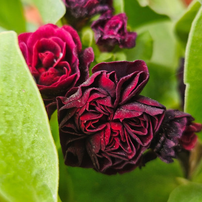 Auricula Crimson Glow 20260421_152558.jpg