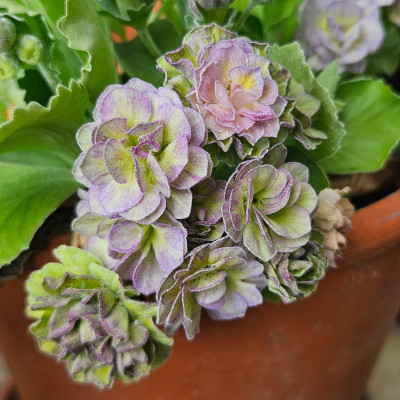 Auricula Lilac Mist 20260421_152554.jpg
