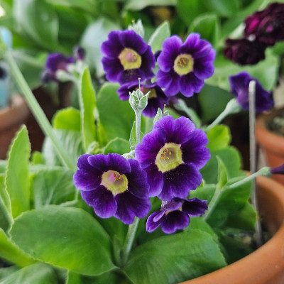 Auricula Blue Velvet 20260421_152703.jpg