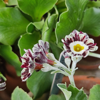 Auricula Pin Stripe 20260421_152643.jpg