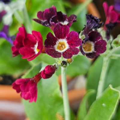 Auricula Rufus 20260421_152710.jpg