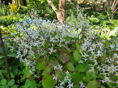 Epimedium brevicornu 1.jpg