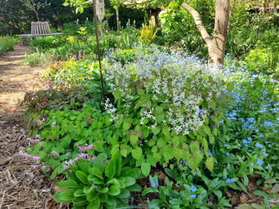 Epimedium brevicornu 2.jpg