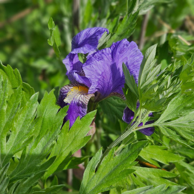 Iris germanica mit den schönen Knospen 20260428_165927.jpg