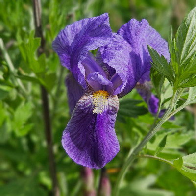 Iris germanica mit den schönen Knospen 20260428_165919.jpg