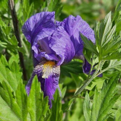 Iris germanica mit den schönen Knospen 20260428_165911.jpg