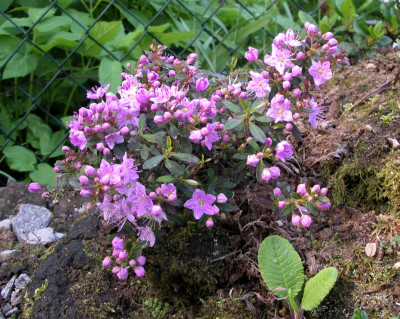 Kalmiopsis fragans 29.04.26.JPG