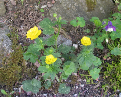 Ranunculus gouanii 29.04.26.JPG